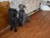 PoulaTo: Greatdane {€180}